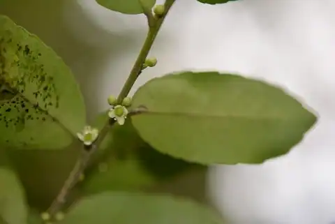 Foto dokumenter Ilex discolor