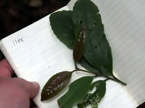 Foto dokumenter Ilex lamprophylla