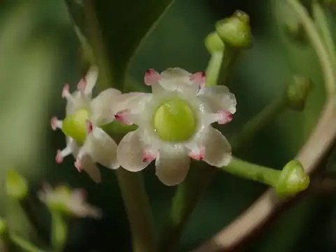 Foto dokumenter Ilex rotunda