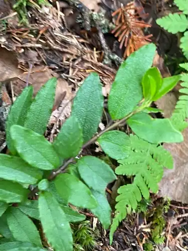 Foto dokumenter Ilex rugosa
