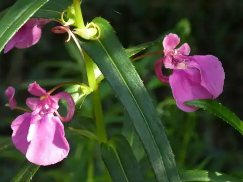 Foto dokumenter Impatiens chinensis