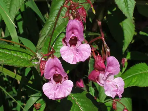 Foto dokumenter Impatiens glandulifera