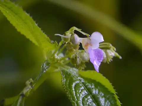 Foto dokumenter Impatiens laxiflora