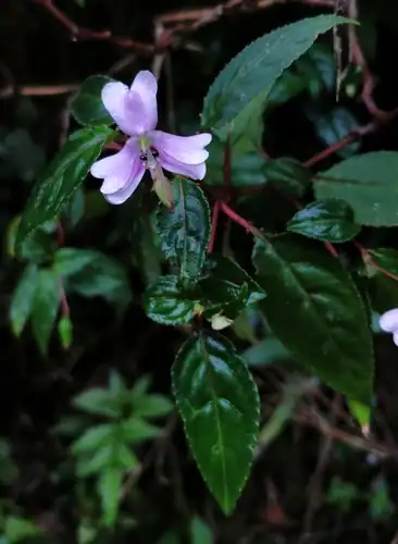 Foto dokumenter Impatiens leptopoda