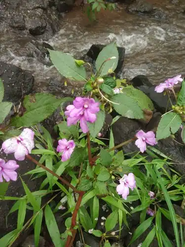 Foto dokumenter Impatiens pulcherrima