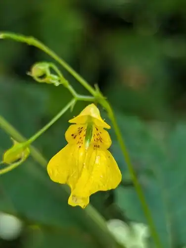 Foto dokumenter Impatiens racemosa