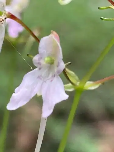 Foto dokumenter Impatiens radiata
