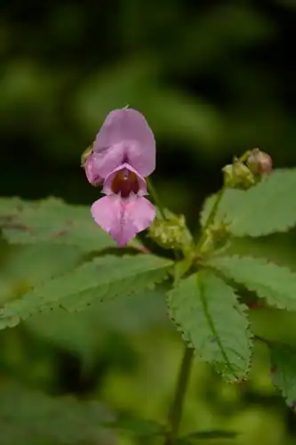 Foto dokumenter Impatiens sulcata
