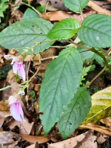 Foto dokumenter Impatiens uncinata