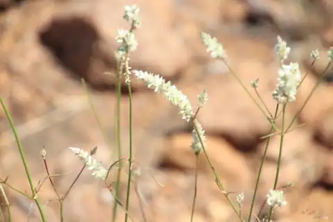 Foto dokumenter Kyphocarpa angustifolia