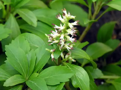 Foto dokumenter Pachysandra terminalis