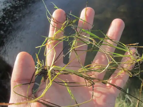 Foto dokumenter Ruppia cirrhosa