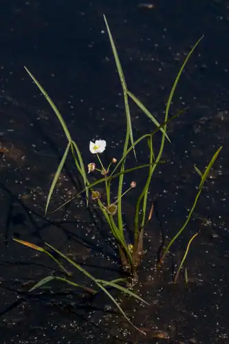 Foto dokumenter Sagittaria engelmanniana