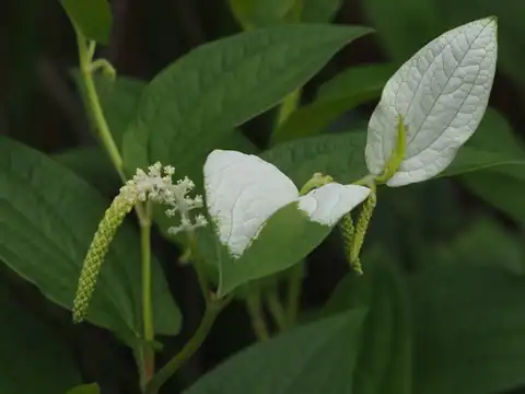 Foto dokumenter Saururus chinensis