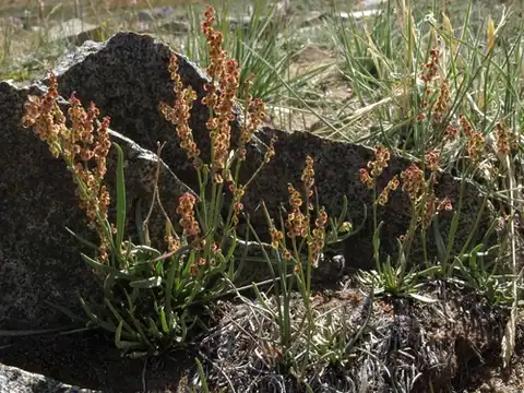 Foto dokumenter Rumex paucifolius