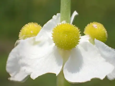 Foto dokumenter Sagittaria trifolia