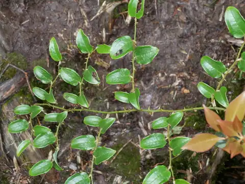Foto dokumenter Smilax discotis