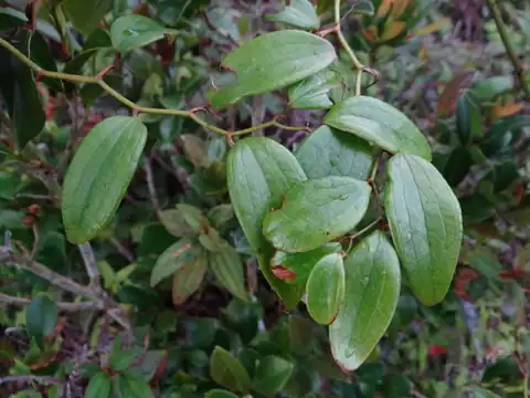 Foto dokumenter Smilax corbularia
