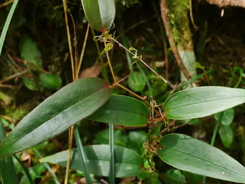 Foto dokumenter Smilax arisanensis