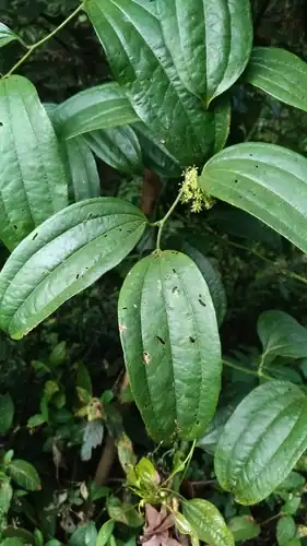 Foto dokumenter Smilax bracteata