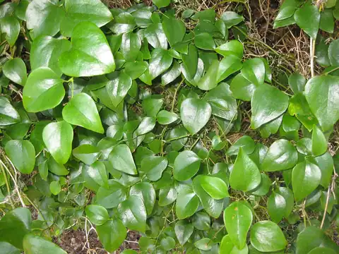 Foto dokumenter Smilax rotundifolia