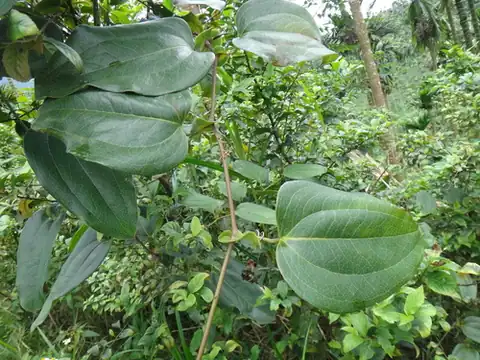 Foto dokumenter Smilax ocreata
