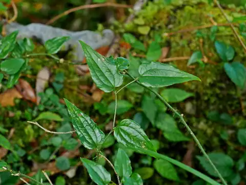 Foto dokumenter Smilax sieboldii