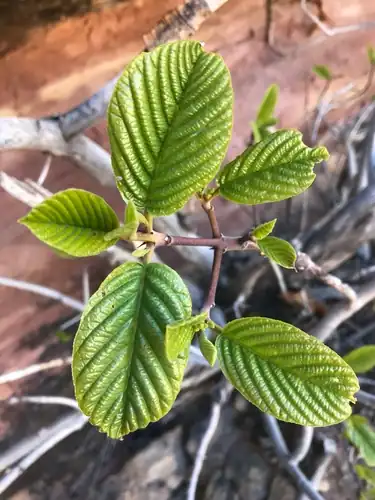 Foto dokumenter Frangula obovata