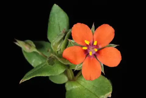 Foto dokumenter Lysimachia arvensis