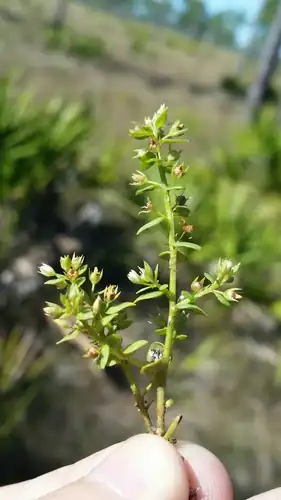 Foto dokumenter Lysimachia ovalis