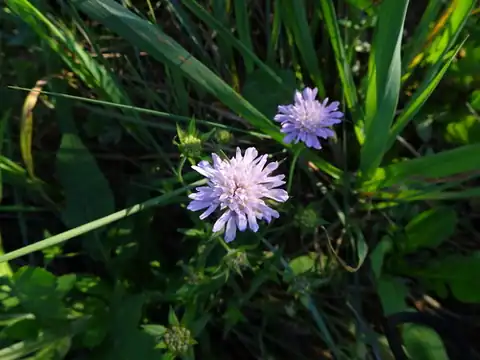 Foto dokumenter Knautia integrifolia