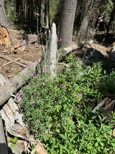 Foto dokumenter Sidalcea gigantea