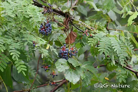 Foto dokumenter Sargentodoxa cuneata