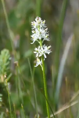 Foto dokumenter Triantha glutinosa