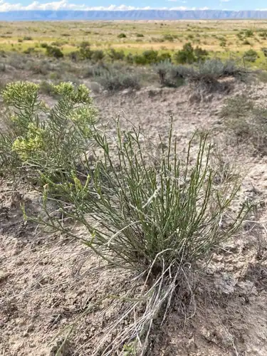 Foto dokumenter Linum allredii