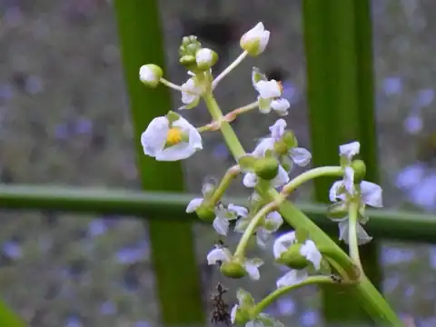 Foto dokumenter Sagittaria sanfordii