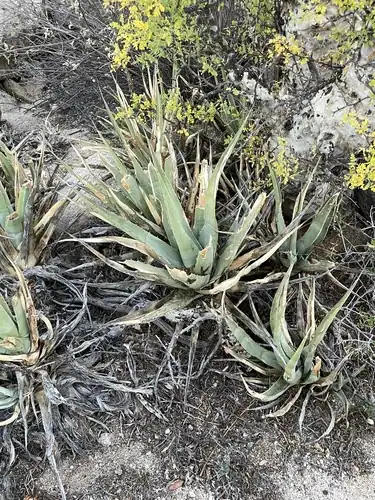 Foto dokumenter Agave cerulata