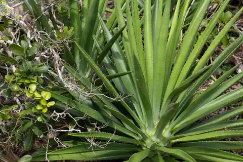 Foto dokumenter Agave decipiens
