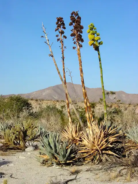 Foto dokumenter Agave deserti