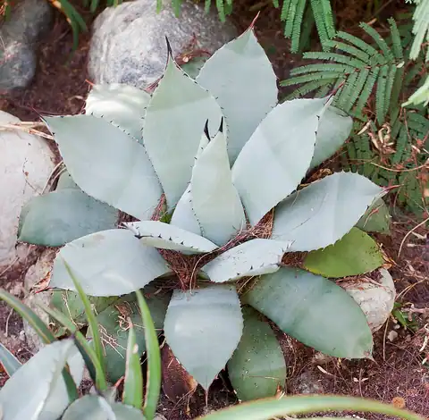 Foto dokumenter Agave parryi