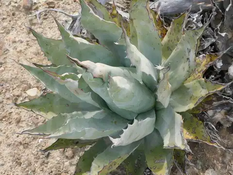 Foto dokumenter Agave vizcainoensis