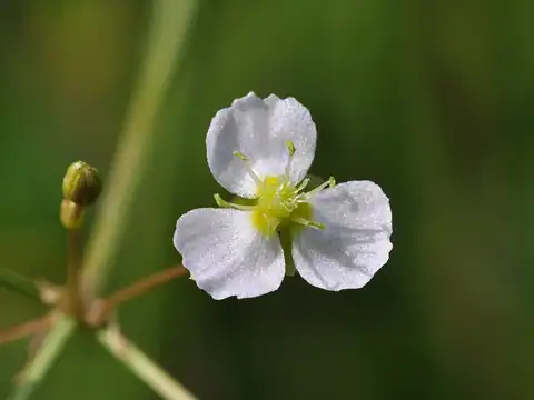 Foto dokumenter Alisma plantago-aquatica