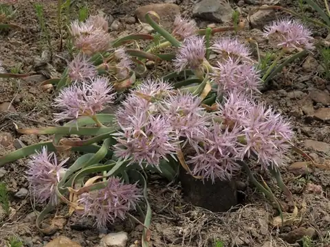 Foto dokumenter Allium anceps