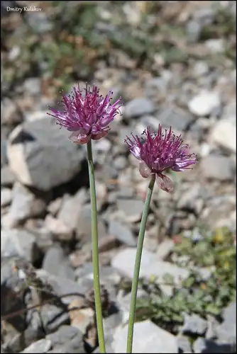 Foto dokumenter Allium carolinianum