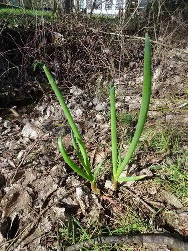 Foto dokumenter Allium cepa