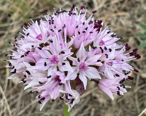 Foto dokumenter Allium nevii