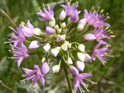 Foto dokumenter Allium stellatum