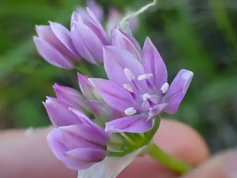 Foto dokumenter Allium unifolium