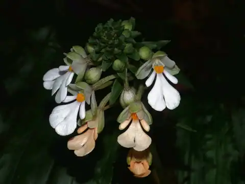 Foto dokumenter Calanthe alismifolia