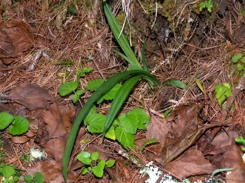 Foto dokumenter Calanthe davidii